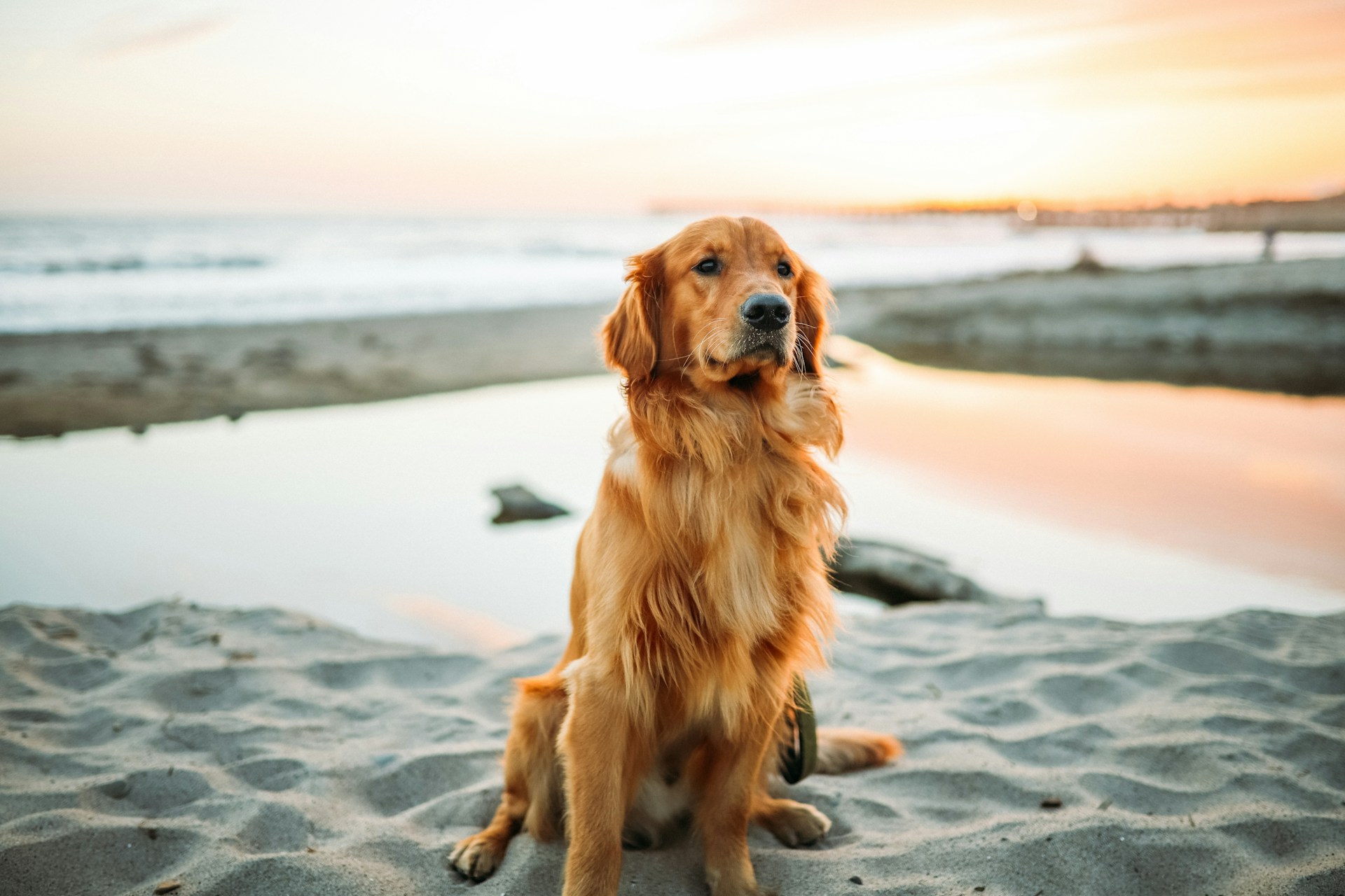 dog unsplash