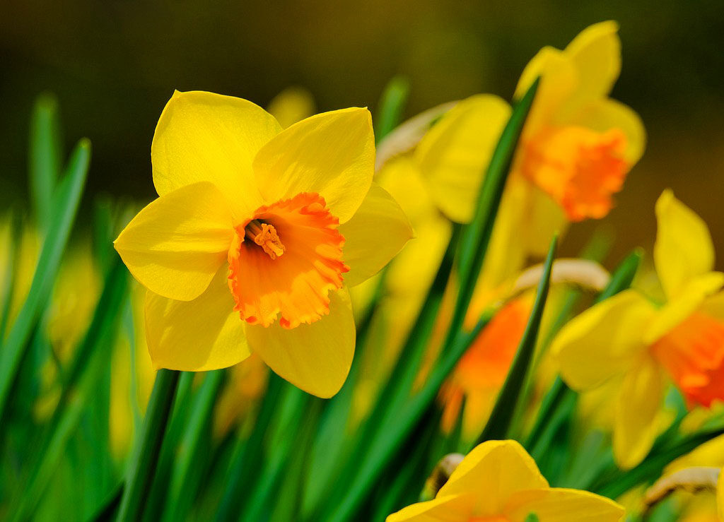 leherbau fetedesjonquilles 2