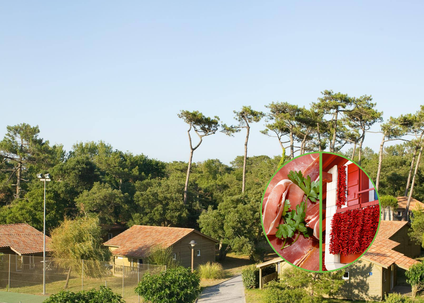 La forêt des Landes à Tarnos 