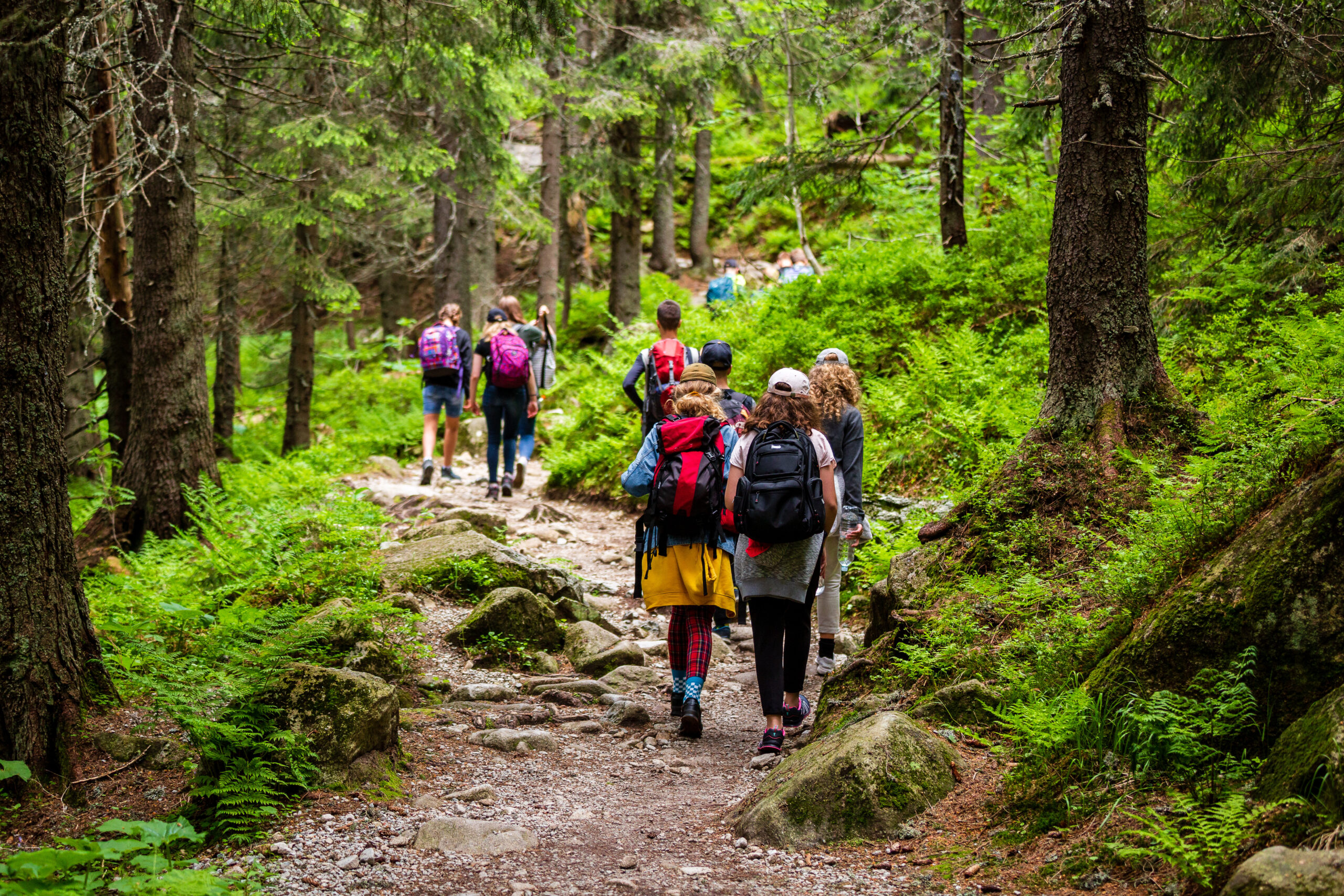 jeunes randonneurs en forêt se dirigeant dans la montagne