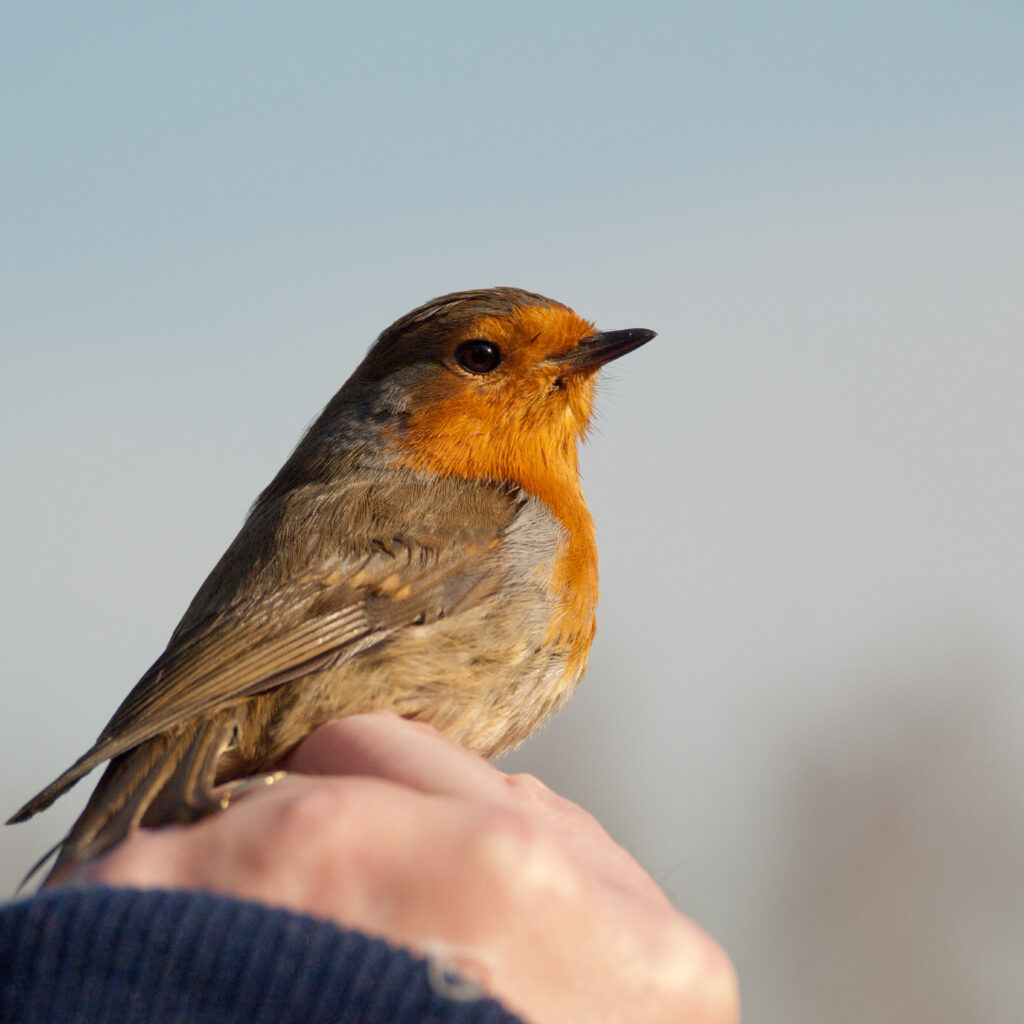 petit oiseau : rouge gorge