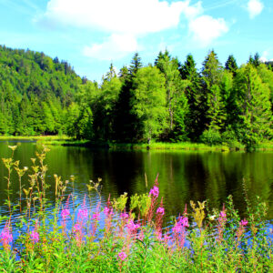 le lac du lispach dans les vosges