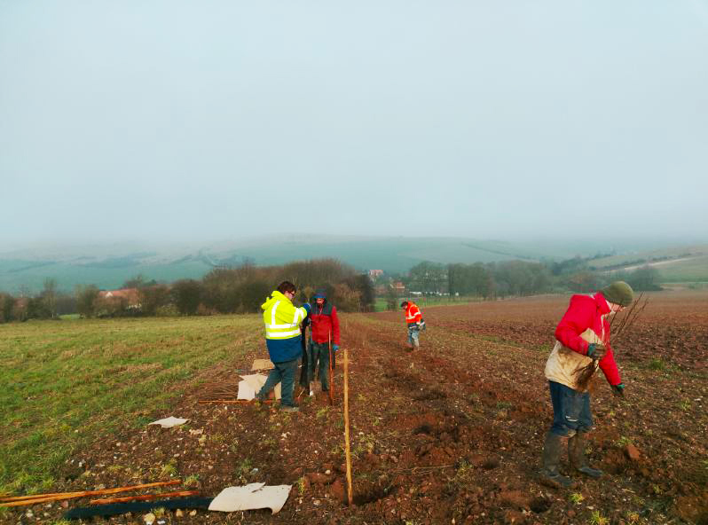 Planteurs volontaires