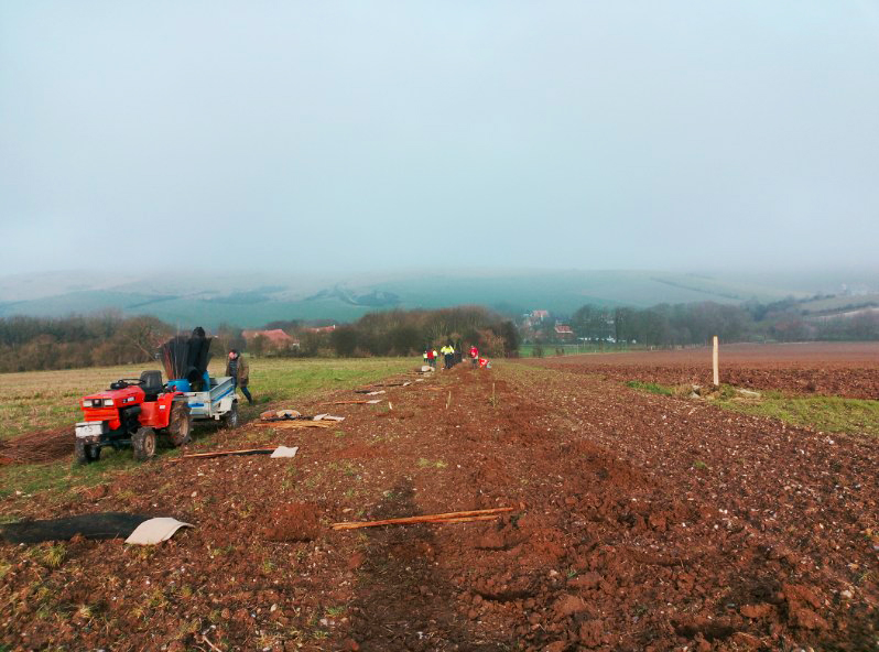 Planteurs volontaires