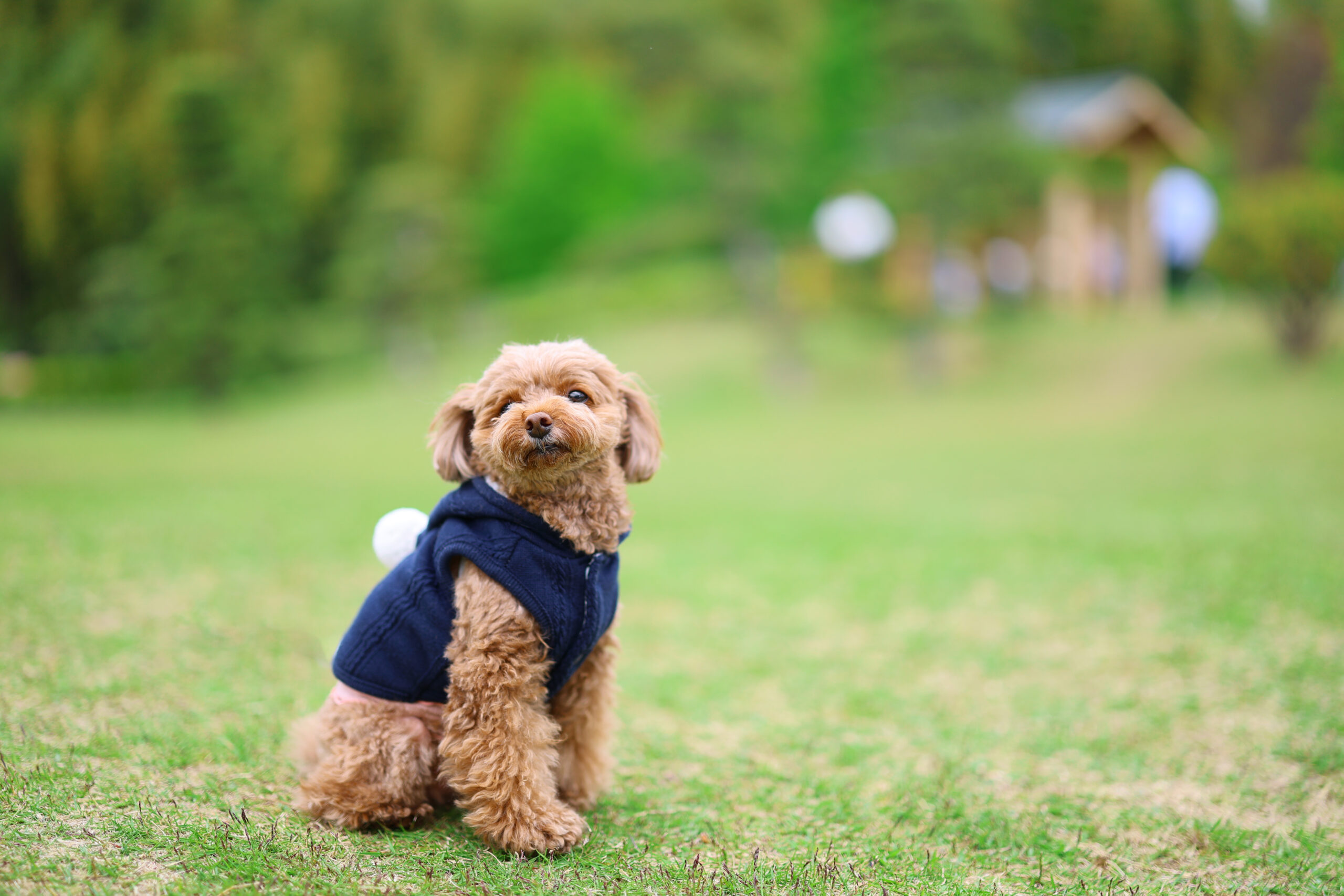chien en vacances