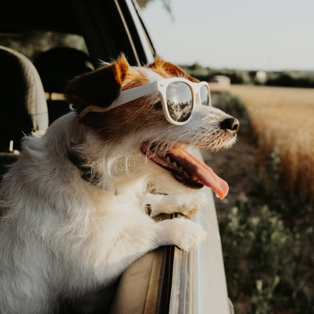 jack russell dog looking out car window on summer. traveling with pets and road trip concept
