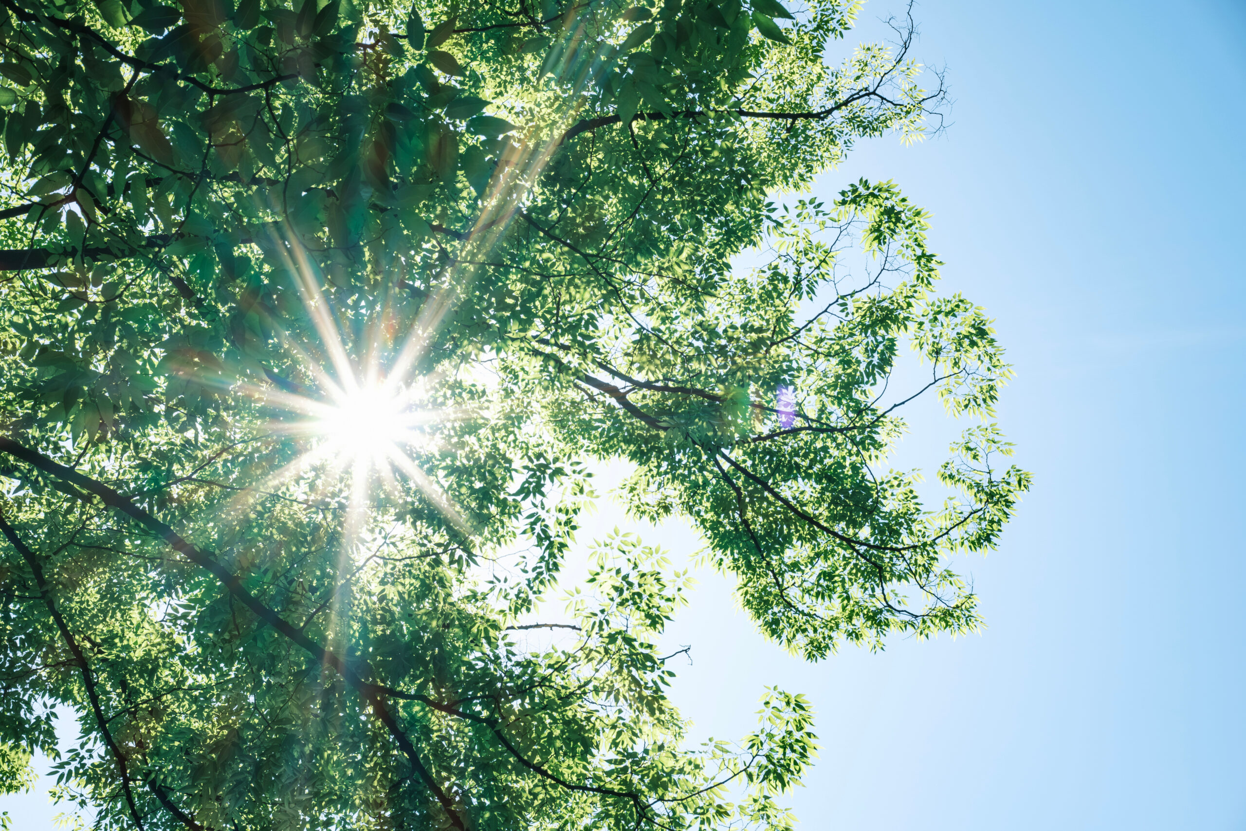 Arbre soleil