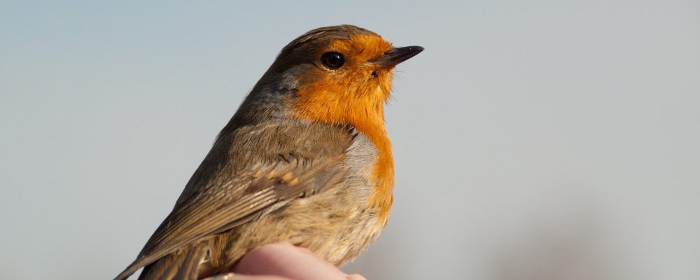 petit oiseau : rouge gorge